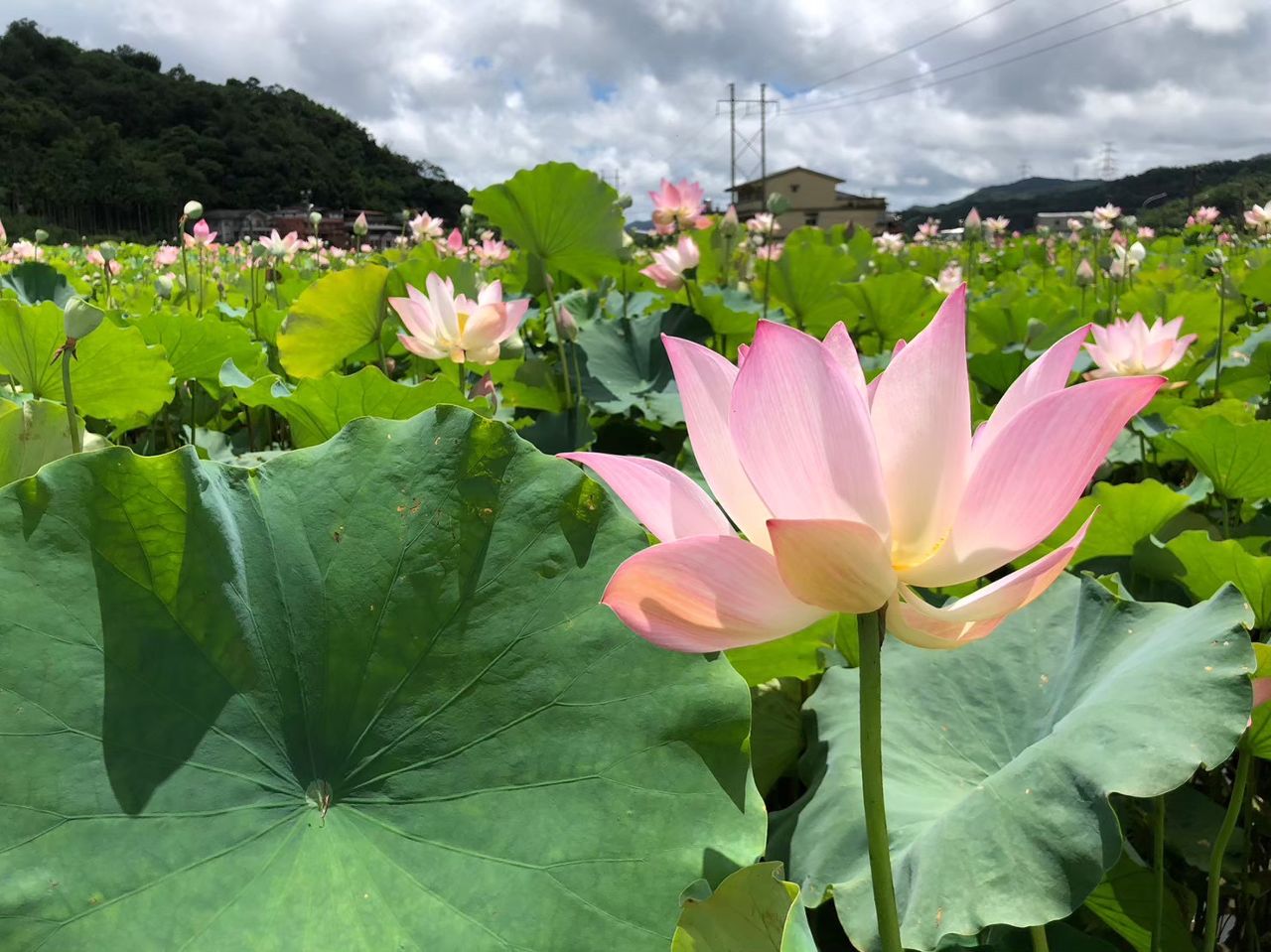 荷花、香水蓮、霸王蓮齊放! 新北雙溪7公頃荷花海盛開中