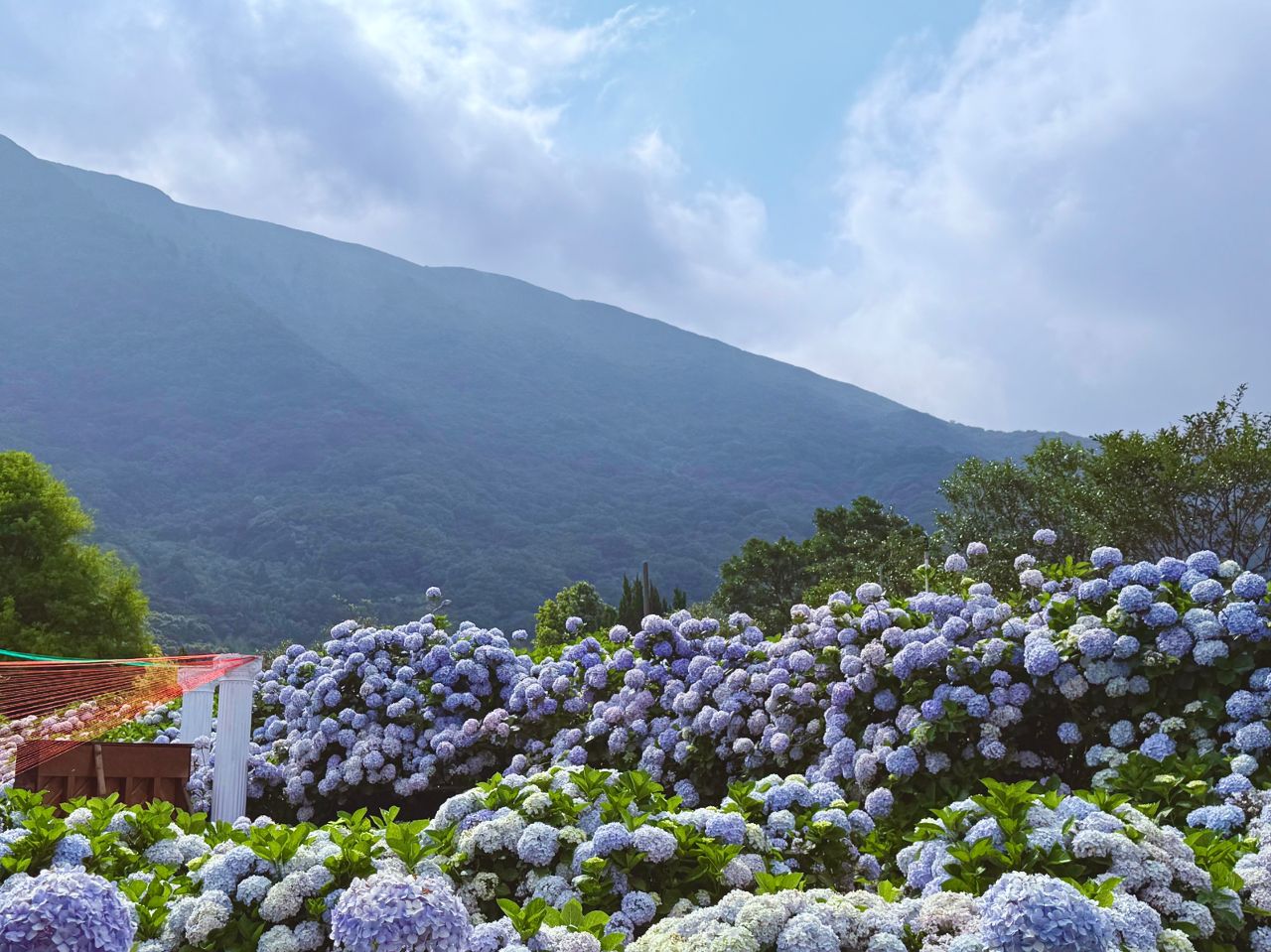 台北陽明山限定藍紫仙境開園　竹子湖繡球花海炸開山谷美到像童話