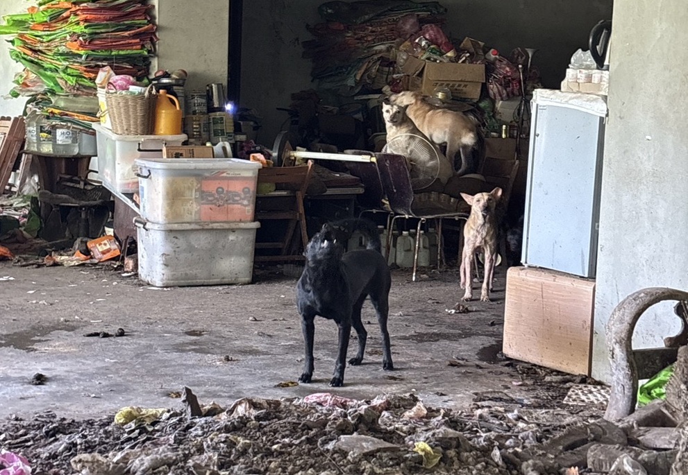 警察及眷屬毛寶貝免費施打狂犬病疫苗 動保處致敬波麗士大人 205 248260615a06