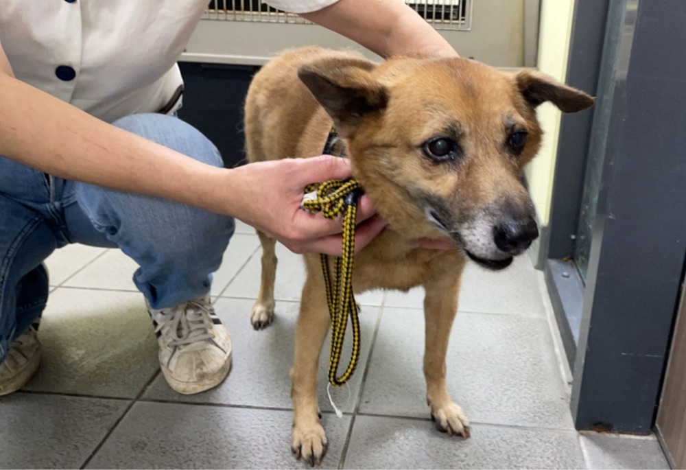 警察及眷屬毛寶貝免費施打狂犬病疫苗 動保處致敬波麗士大人 206 248260615a07