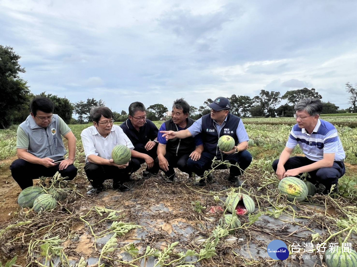 桃市農業局會同中央深入瓜果產區勘災，全力協助農民減輕損失。