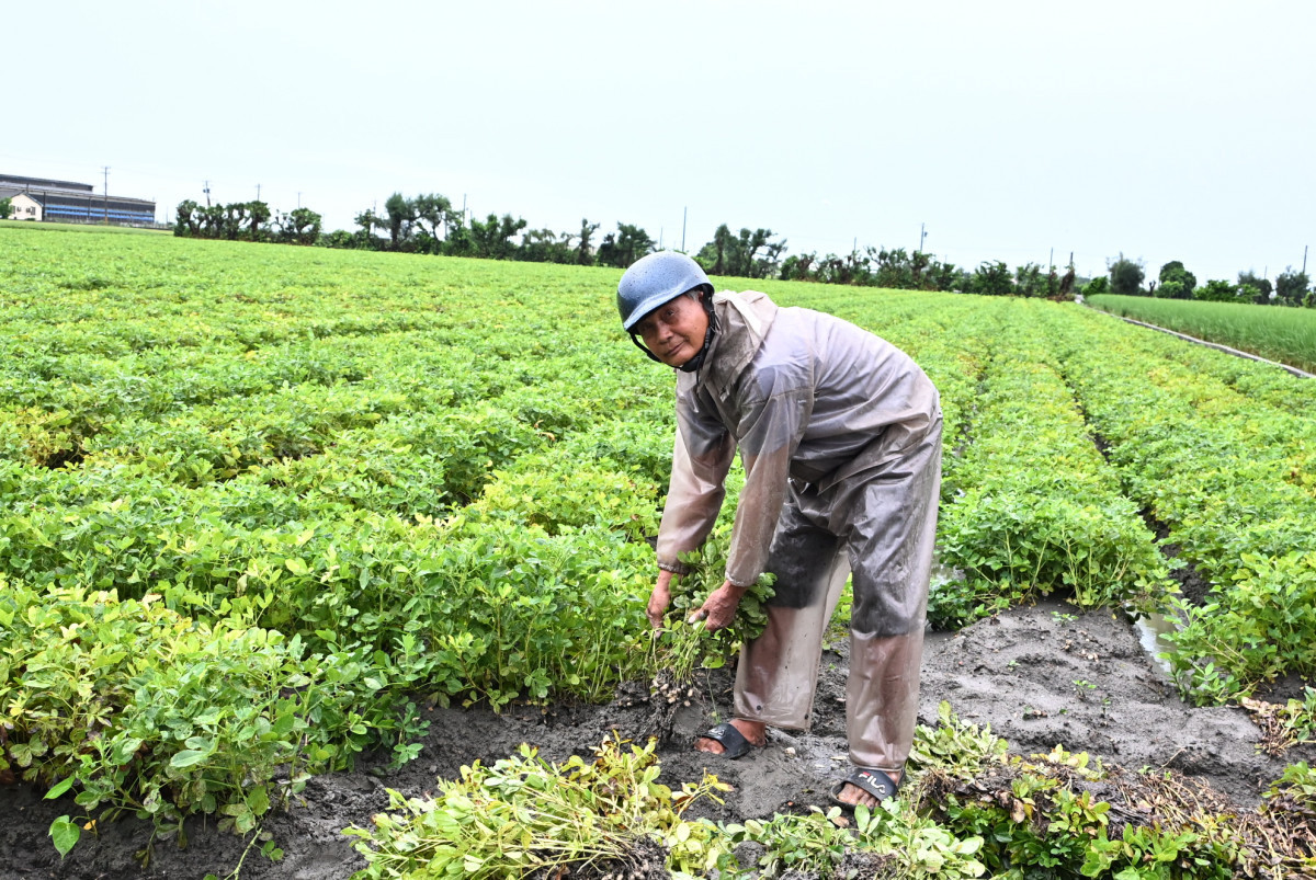連日豪雨釀花生發芽腐爛。圖/彰化縣政府提供