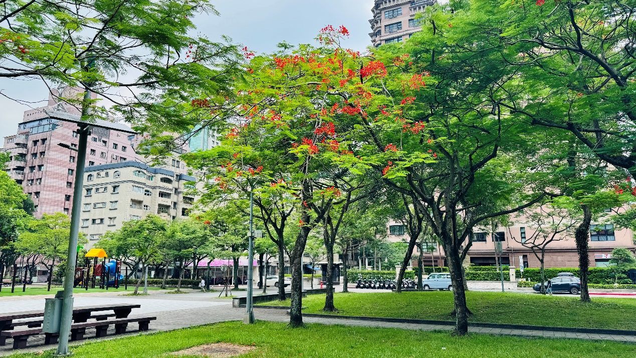 火焰般花海炸裂綻放　台北信義區鳳凰木盛開宛如晚霞降臨