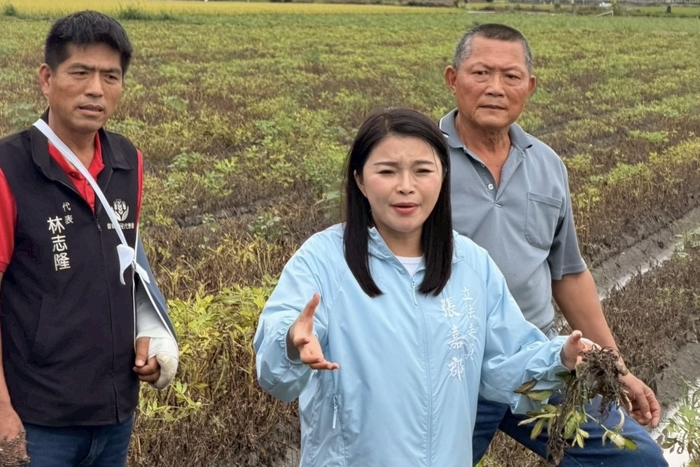 豪雨重創雲林花生　張嘉郡挺身護農：搶收泡水花生也應納天災補助 167