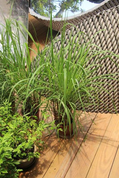 臺北典藏植物園展出端午驅邪香草植物區 體驗傳統民俗與自然的文化連結