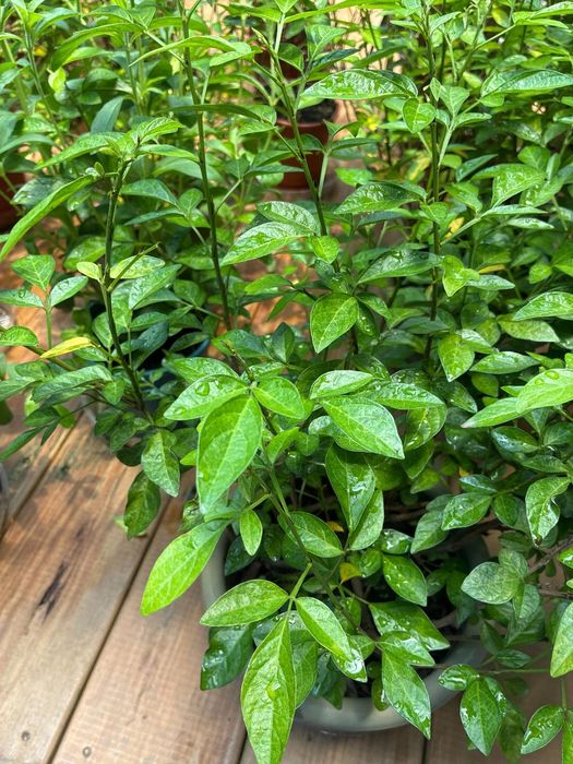 臺北典藏植物園展出端午驅邪香草植物區 體驗傳統民俗與自然的文化連結