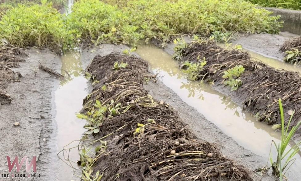 豪雨重創雲林花生採收期 張嘉郡籲從速從寬補助搶救農民生計 - https://www.watchmedia01.com