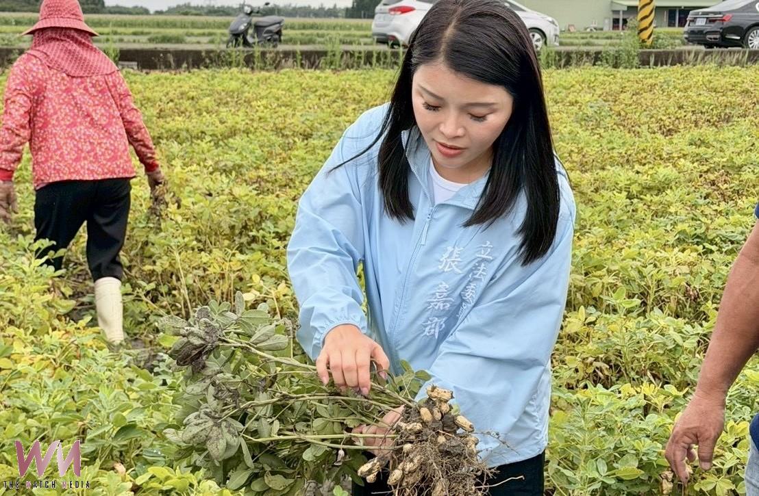 豪雨重創雲林花生採收期 張嘉郡籲從速從寬補助搶救農民生計 - https://www.watchmedia01.com
