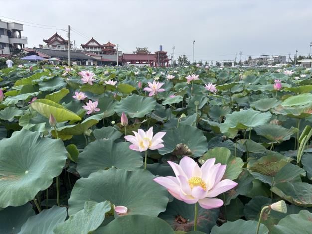 端午連假去哪玩？　臺南端午限定活動懶人包出爐