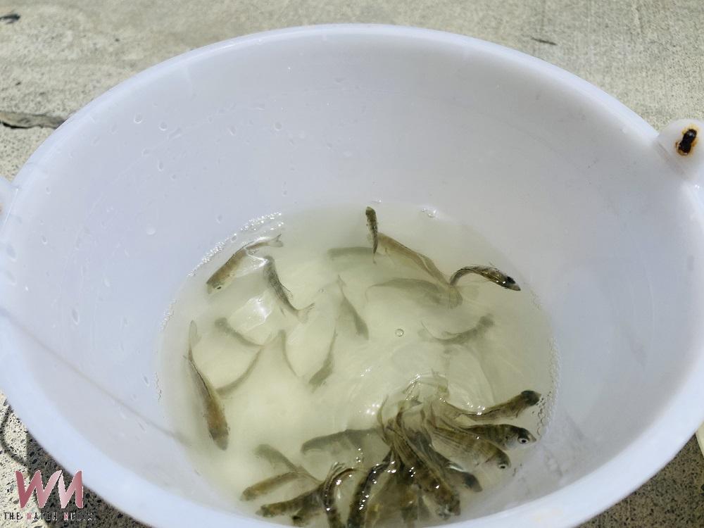 雲林打造「空水岸」三維護海系統 56萬尾魚苗同步放流 - https://www.watchmedia01.com