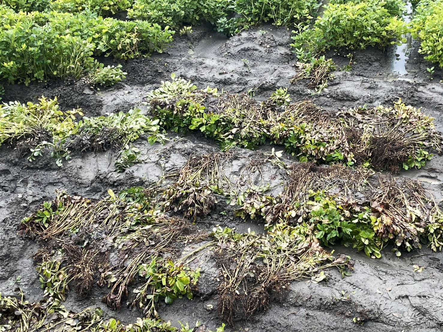 豪雨重創花生產區 彰化勘災將爭取天然災害救助 - https://www.watchmedia01.com