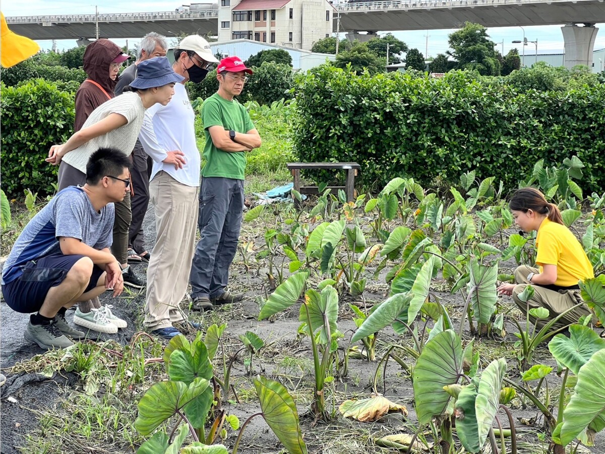 ▲農場實地導覽與芋頭生長環境觀察。(圖/記者顏淑娟翻攝)