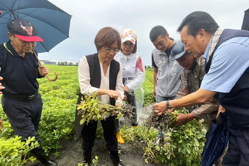 王惠美親赴彰化產區勘災 花生農損今起啟動救助申請 270 王惠美親赴彰化產區勘災 花生農損今起啟動救助申請 269