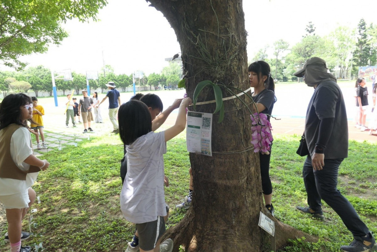 解開大自然的「綠碳」密碼        社子國小深耕樹木碳匯教育