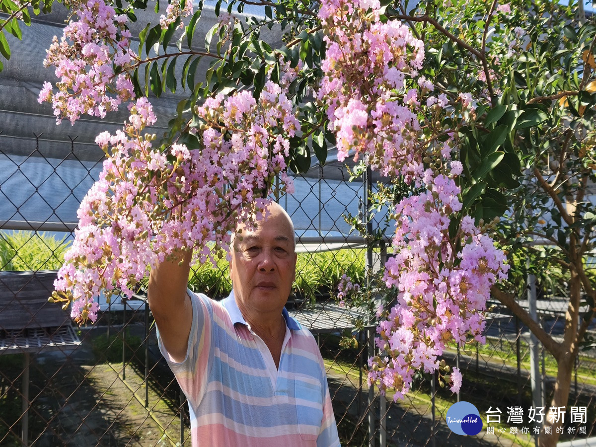 紫薇花盛開季   田尾艷麗重瓣紫薇花海引人駐足拍照打卡
