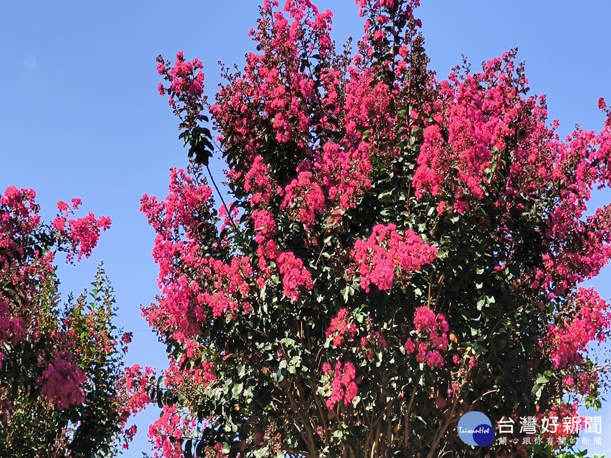 紫薇別名「愛情樹」、「百日紅」，滿樹粉紅、深紅花海大爆炸，花苞纍纍，相互點綴，整個園區。