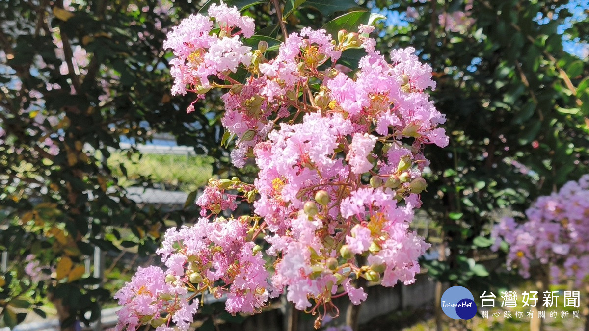 它那薄如蟬翼、邊緣皺縮如蕾絲般的花瓣，在風中輕顫，展現出粉紅、紫紅或潔白的多樣風情。