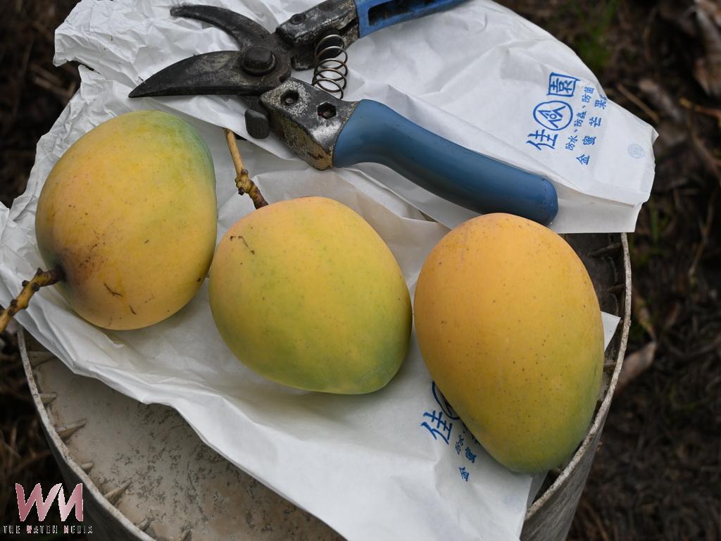 埔心鄉羅福村黃金蜜芒果登場　芒果界LV饕客搶先預訂