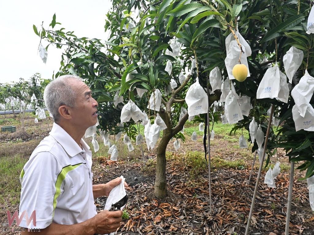 埔心鄉羅福村黃金蜜芒果登場　芒果界LV饕客搶先預訂 - https://www.watchmedia01.com