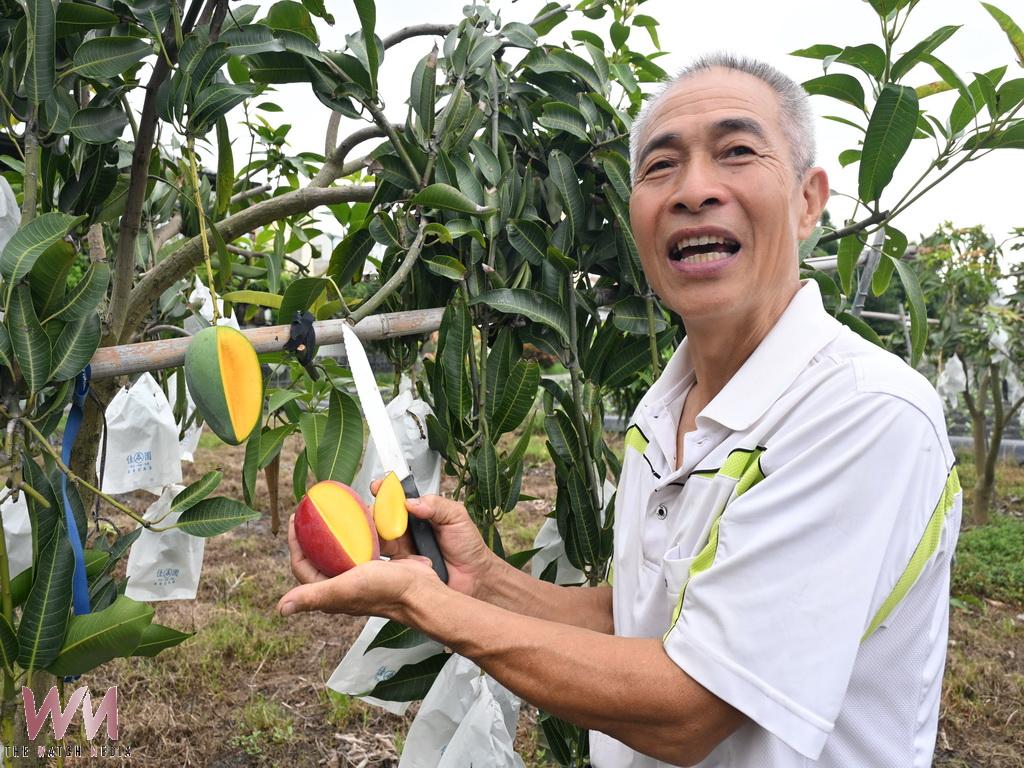 埔心鄉羅福村黃金蜜芒果登場　芒果界LV饕客搶先預訂 - https://www.watchmedia01.com
