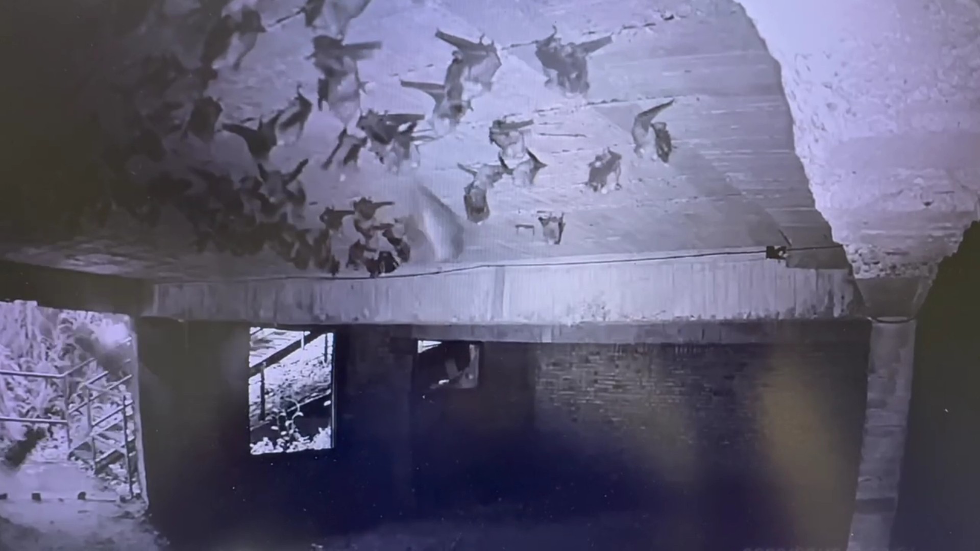 （有影片）／鳳頭蒼鷹二度突襲掩體　倒掛金鉤捕蝠畫面曝光 - https://www.watchmedia01.com
