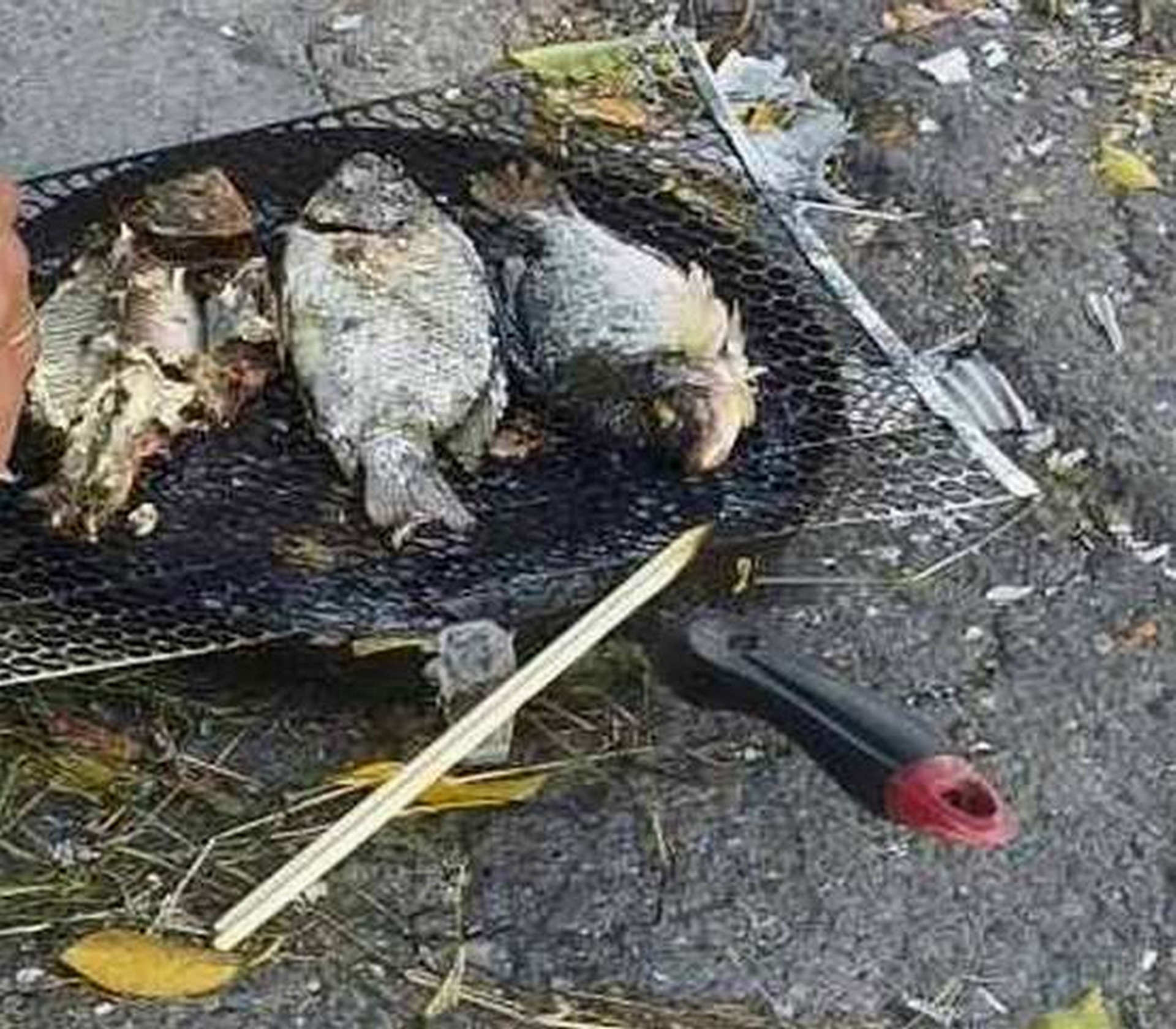 花壇火車站旁冒濃煙！竟是當街烤魚　路人嚇壞急報警