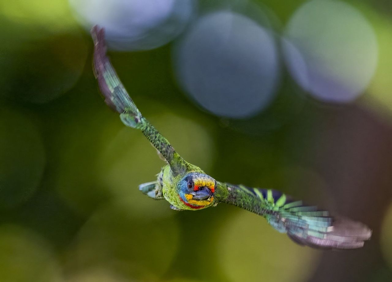 被稱為「森林花和尚」的牠來了！　五色鳥現蹤高雄賞鳥迷搶朝聖