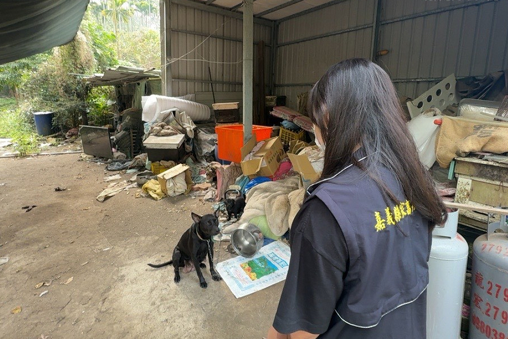 飼主放養犬隻肇事重罰5萬3千元並法辦　嘉義家畜所：惡意放養零容忍 217