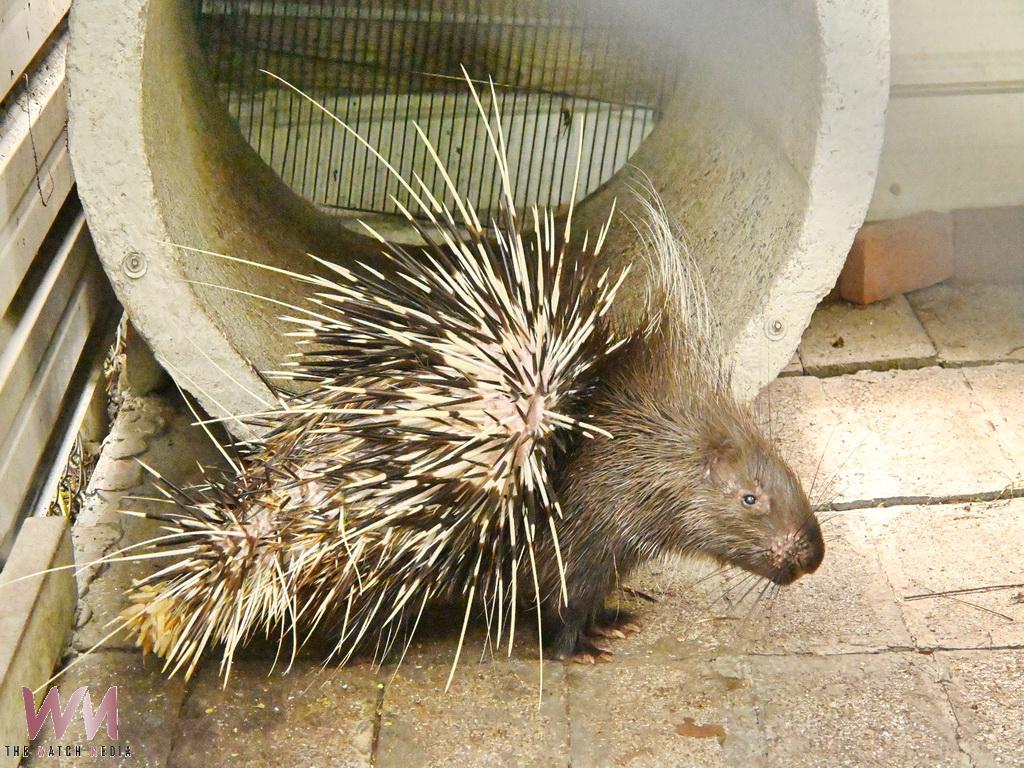 與可愛動物互動結合食農教育 永靖星錡休閒農場成親子遊新亮點 - https://www.watchmedia01.com