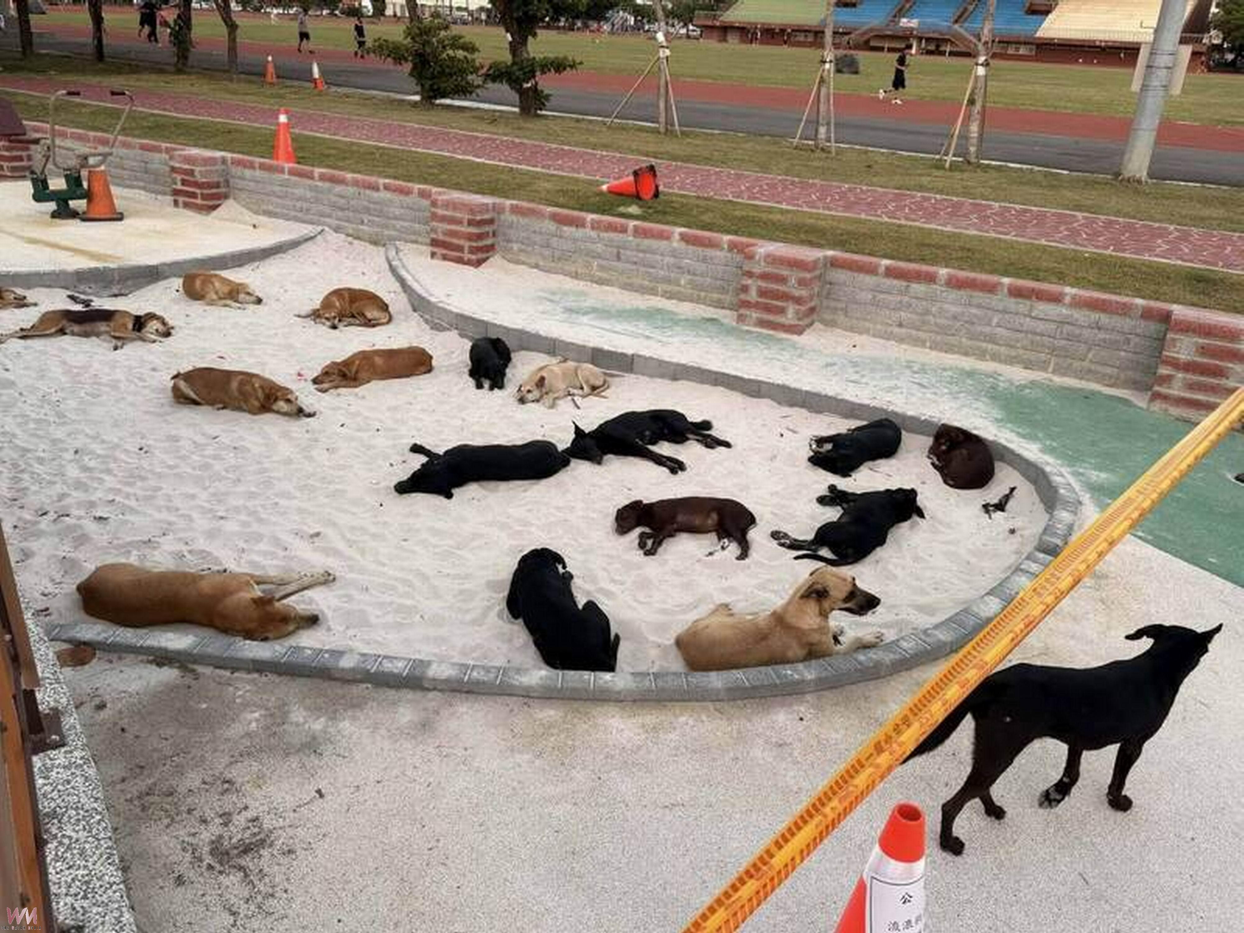 驚！鹿港運動公園犬群圍攻晨運客　民眾奔逃仍遭咬傷