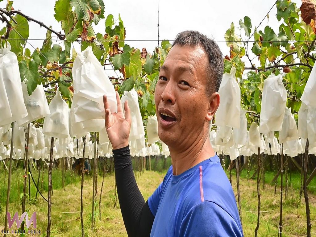 逆勢堅持露天栽培　大村青農賴信福夫妻守護最天然的葡萄風味 - https://www.watchmedia01.com