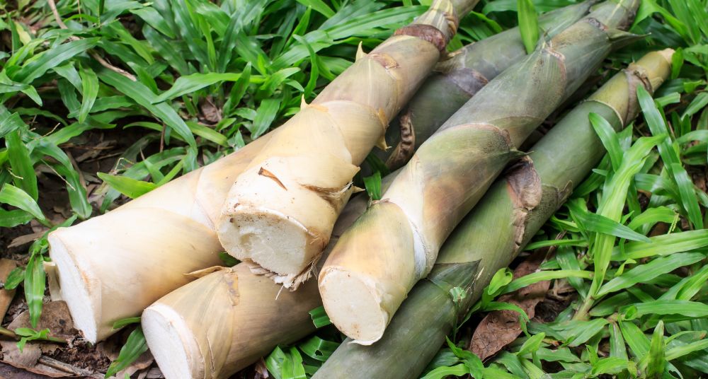膠原蛋白保養不可忽略？營養師解析矽的角色與補充來源