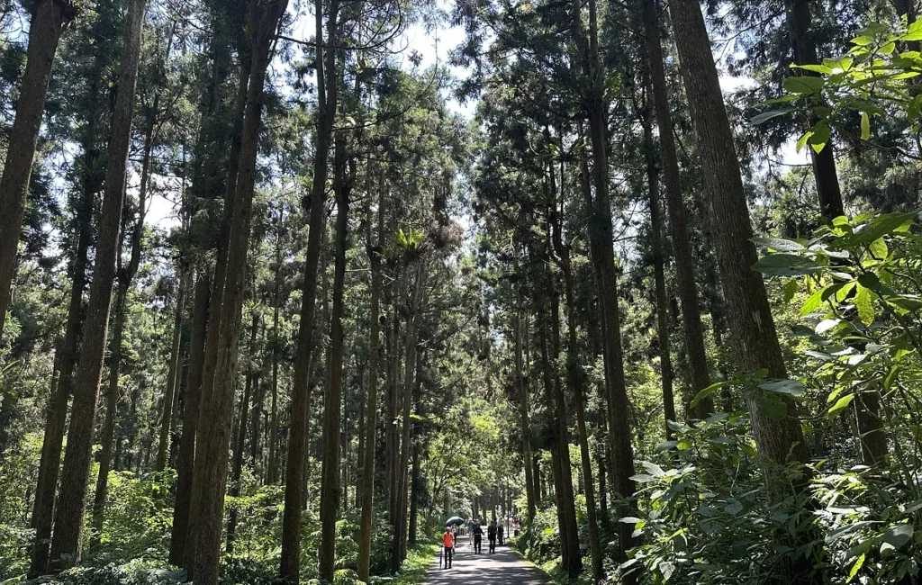 溪頭夏季舒爽宜人