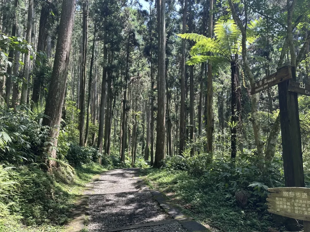 溪頭夏季舒爽宜人靜謐步道