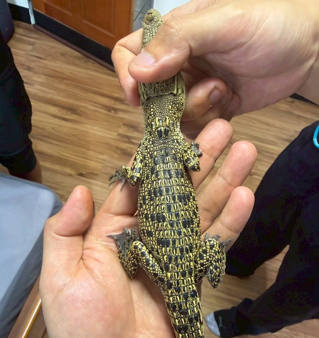 禁養641種高風險動物上路，未申報最高罰25萬元。