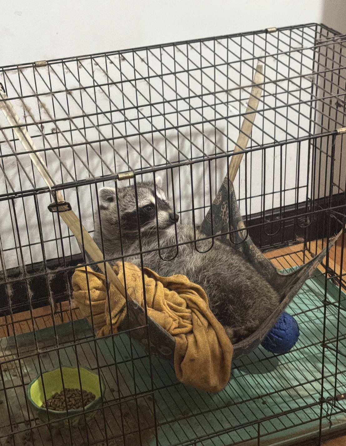 農業部禁養641種危險動物 明年4月底前須完成登記逾期將沒入