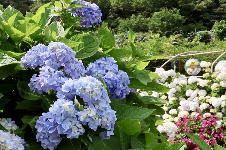萬里「高家繡球花田」的繡球花繽紛盛開，團簇花球開滿山谷，是夏季限定的絕美景色。　圖：新北市政府觀光旅遊局／提供