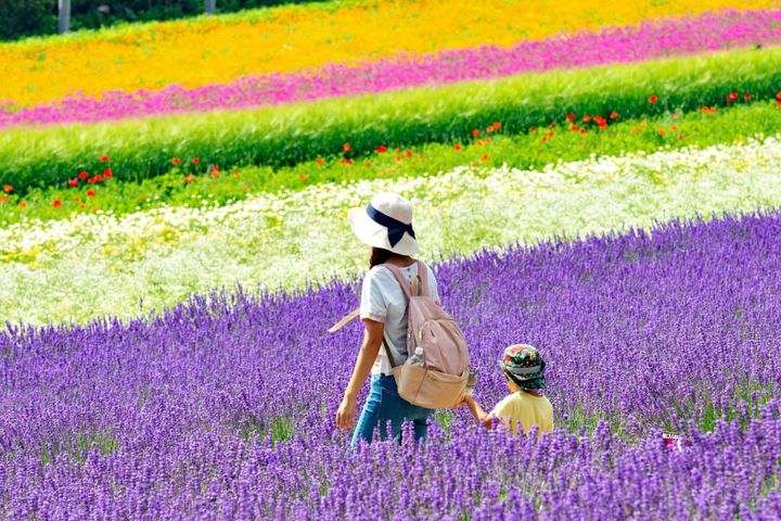 北海道花田適合安排親子旅遊。　圖：Heavens Portfolio／提供 