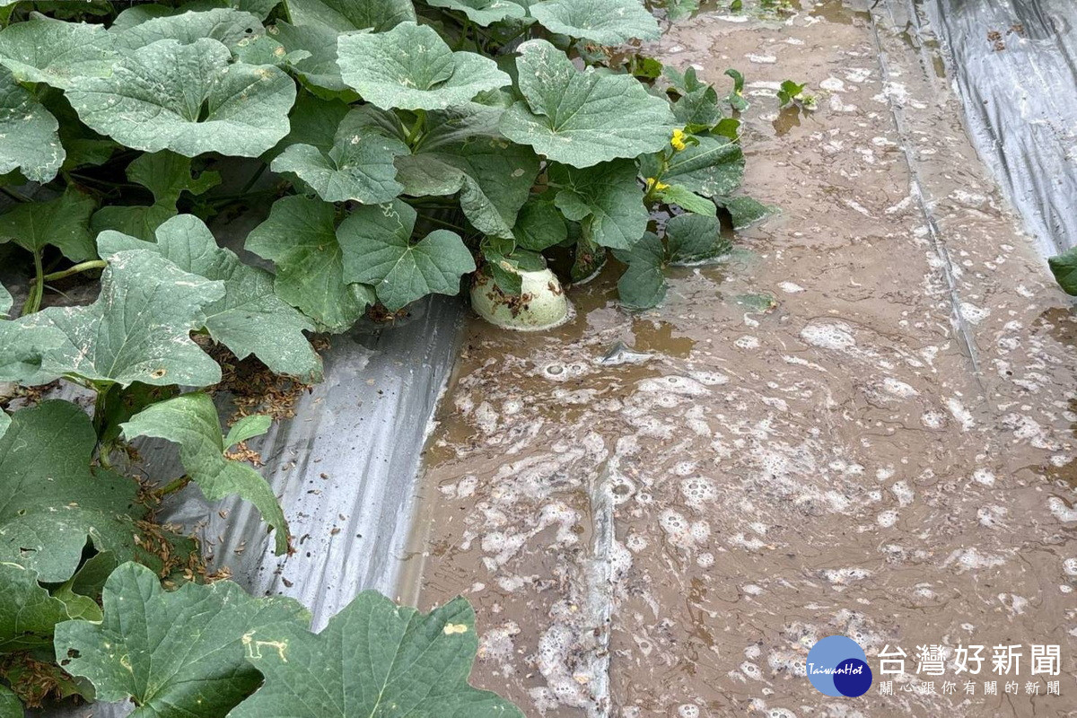 6月26日豪雨豪雨來襲，桃園農損達23公頃，農業局持續查報中。