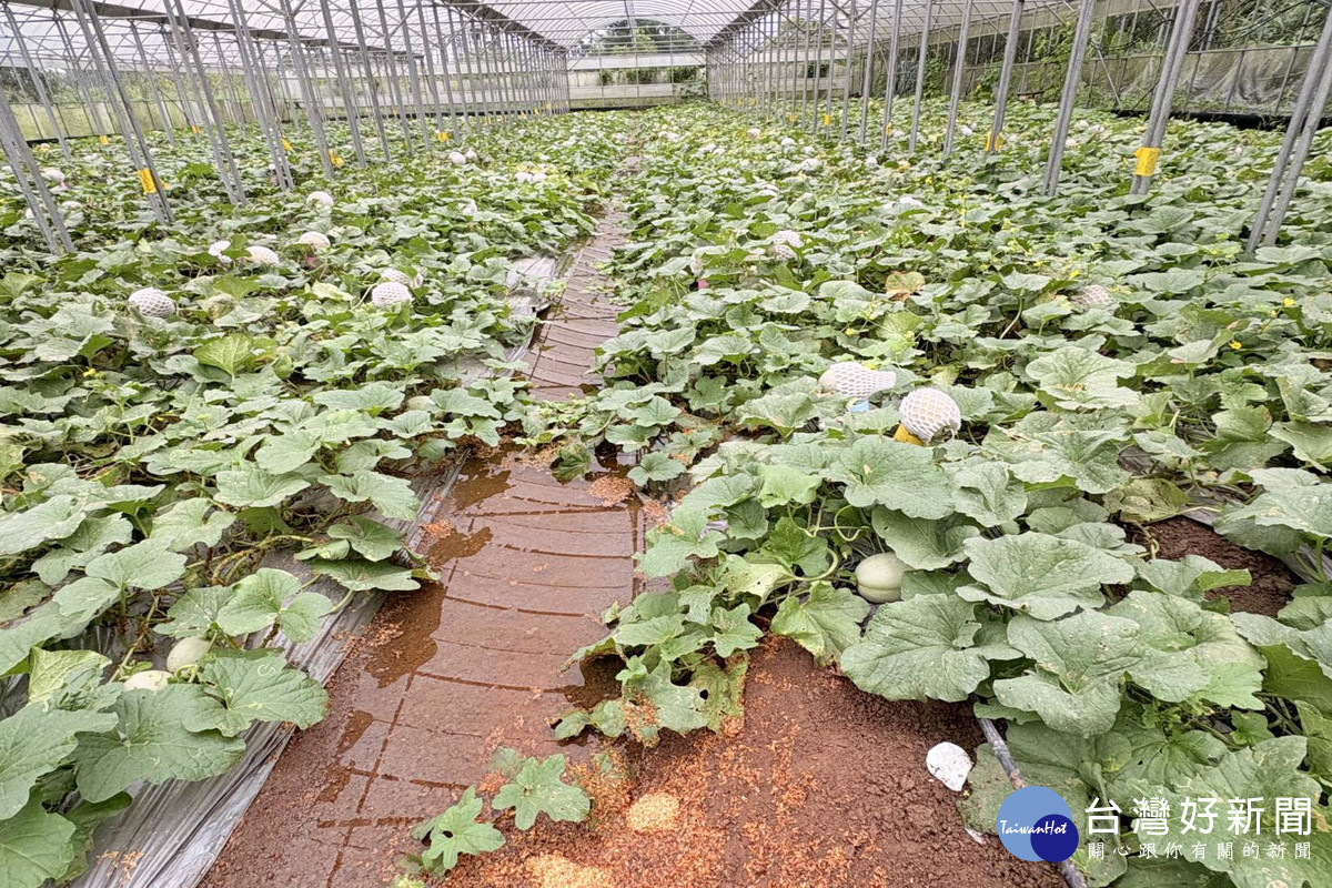 6月26日豪雨豪雨來襲，桃園農損達23公頃，農業局持續查報中。