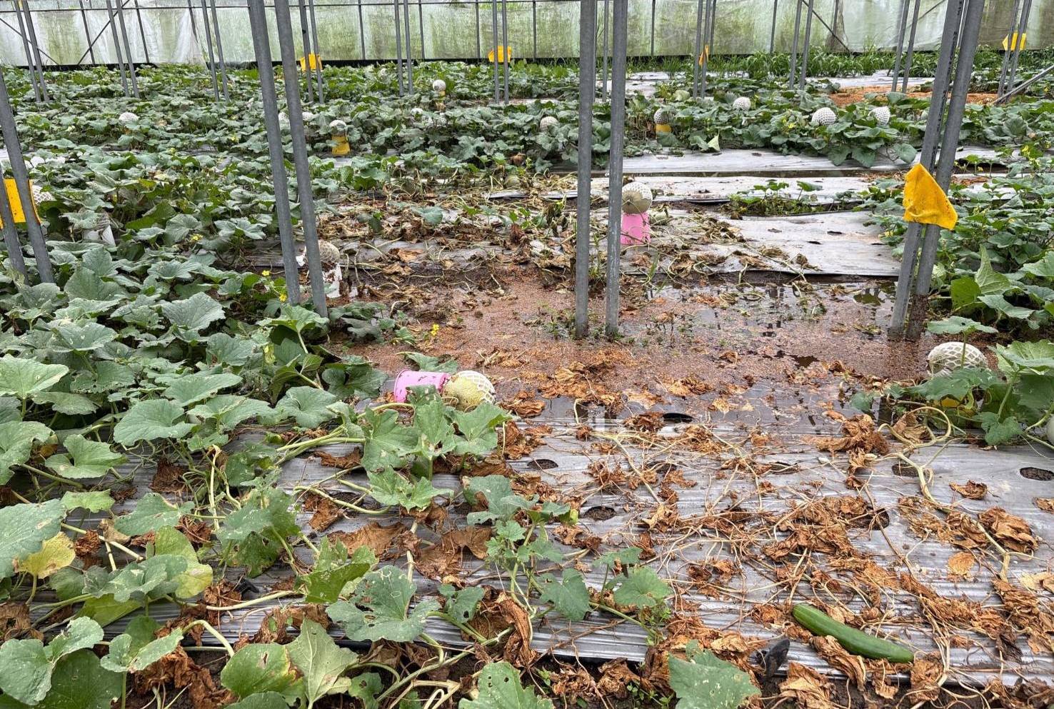 桃園連日豪雨農損慘重 7區瓜果現金救助申請開跑