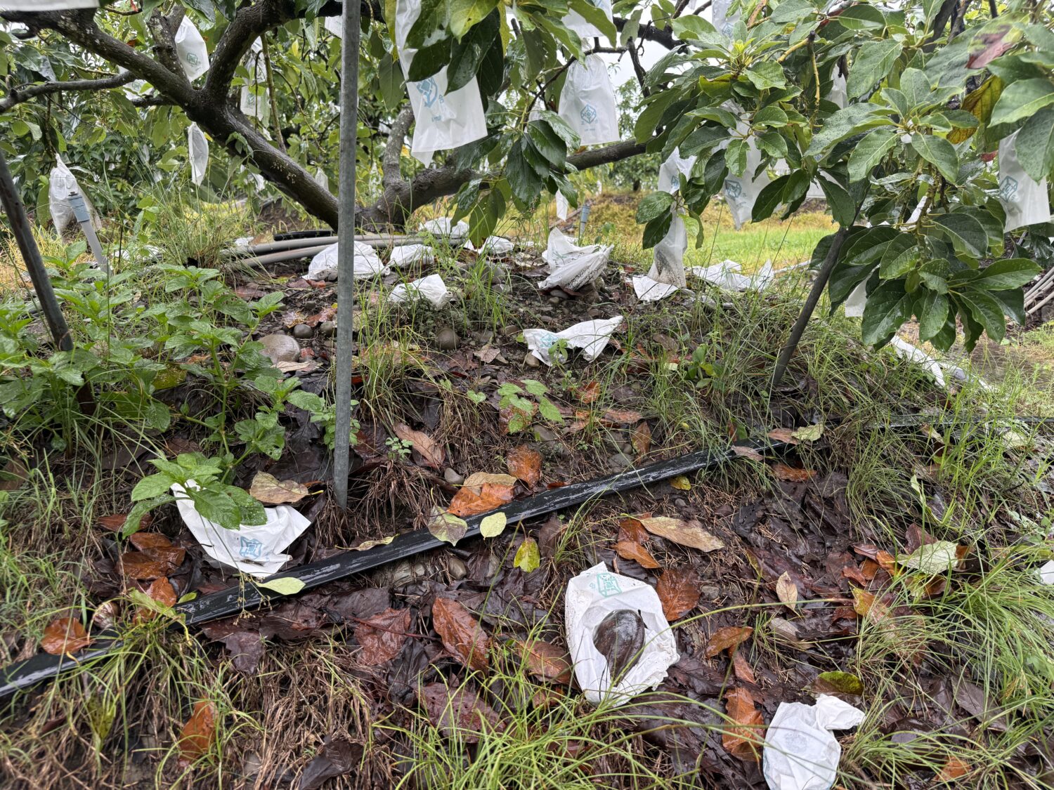 6月下旬豪雨致災 高雄市啟動農產、畜產全品項現金救助 7/10前受理申報