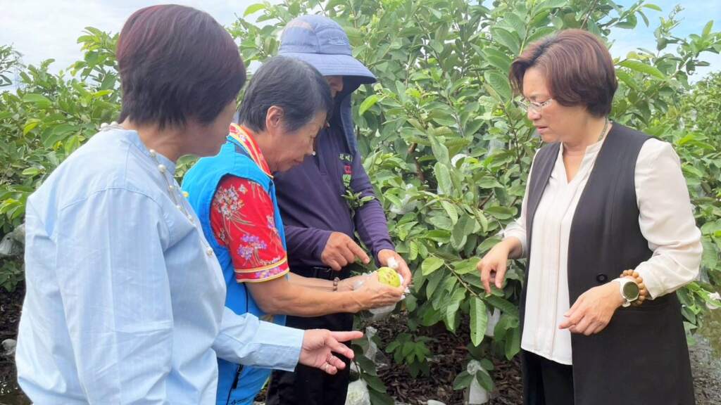 ▲彰化縣長王惠美於今日前往彰化番石榴(芭樂)重要產區「溪州鄉」實地關心農損災情,看著因暴雨受損的芭樂植株,感到無比痛心。(圖/彰化縣政府提供)