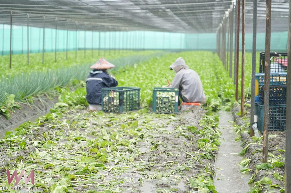 雲林豪雨重創葉菜產區!二崙、西螺菜田泡水 張麗善急勘災爭取救助 - https://www.watchmedia01.com