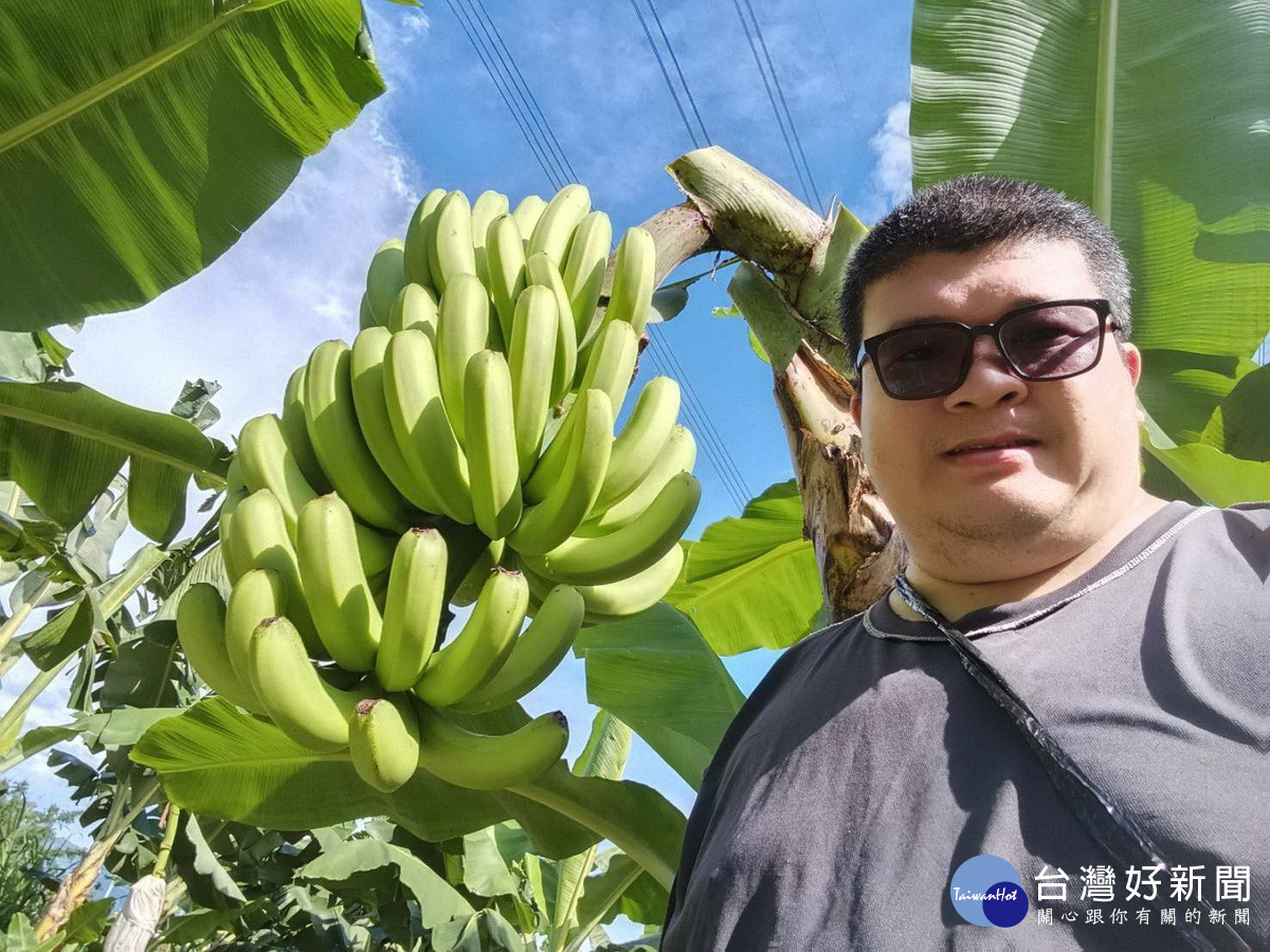 中寮青農田懷生種植香蕉十分壯碩好吃。(縣府提供)<br /><br />