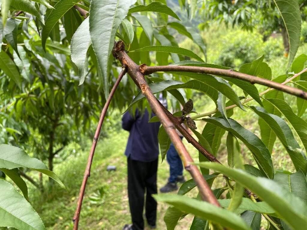 ▲竹縣尖石鄉水蜜桃4月受豪雨致災，即日起受理農民申請現金救助。