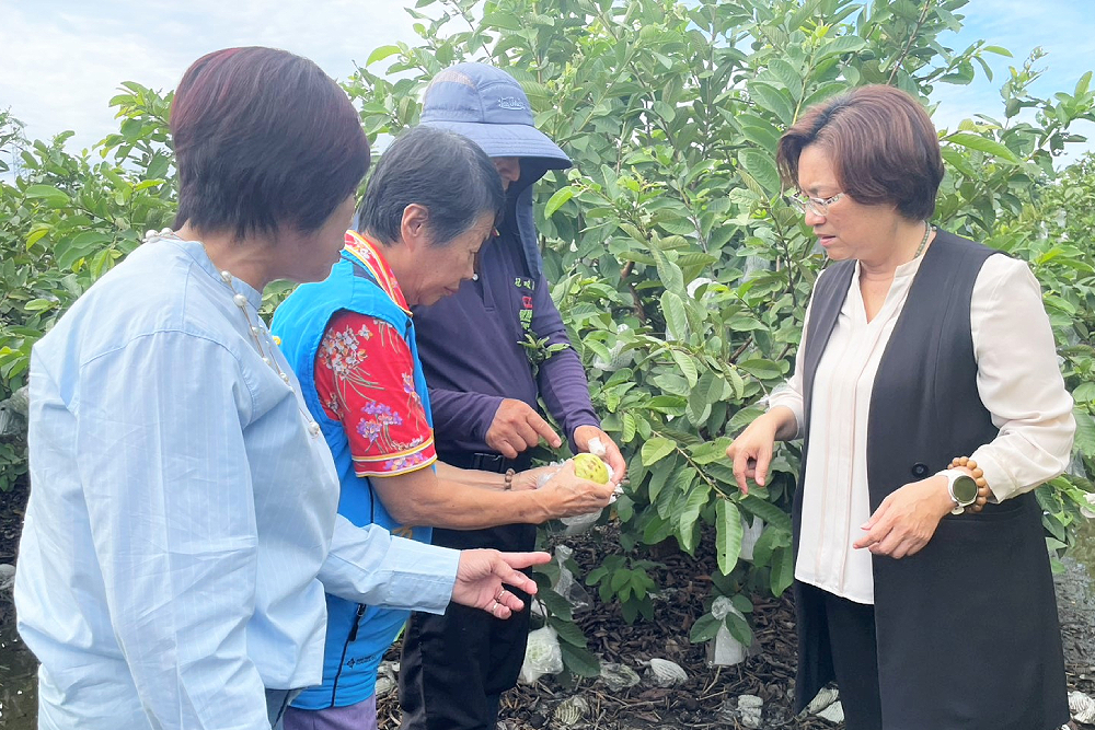 豪雨重創彰化農作 王惠美盼中央:芭樂等品項應從寬納救助 224 豪雨重創彰化農作 王惠美盼中央:芭樂等品項應從寬納救助 223