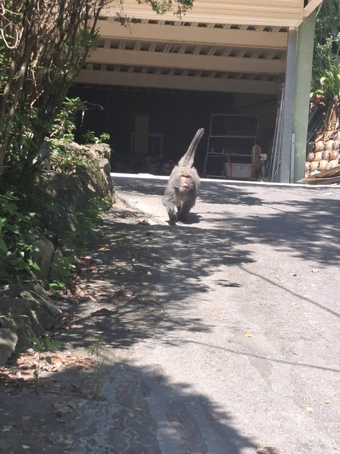 【有片】桃園龜山驚傳獼猴背後襲人 民眾遭抓、咬傷不敢出門 1149097 0