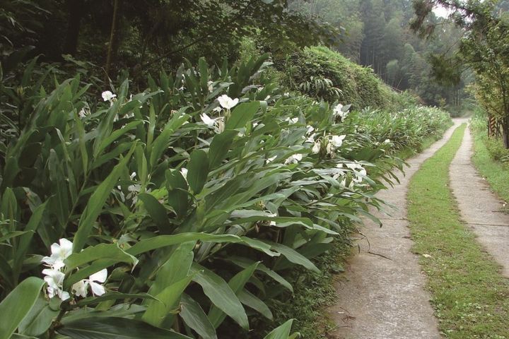 野薑花溪步道。 圖:嘉義縣文化觀光局/提供