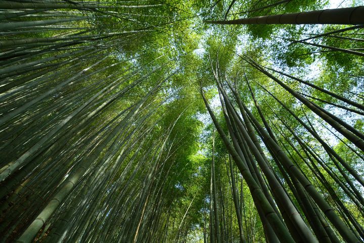 征服嘉義梅山青年嶺步道 走進燕子崖奇景、探訪蝙蝠洞秘境